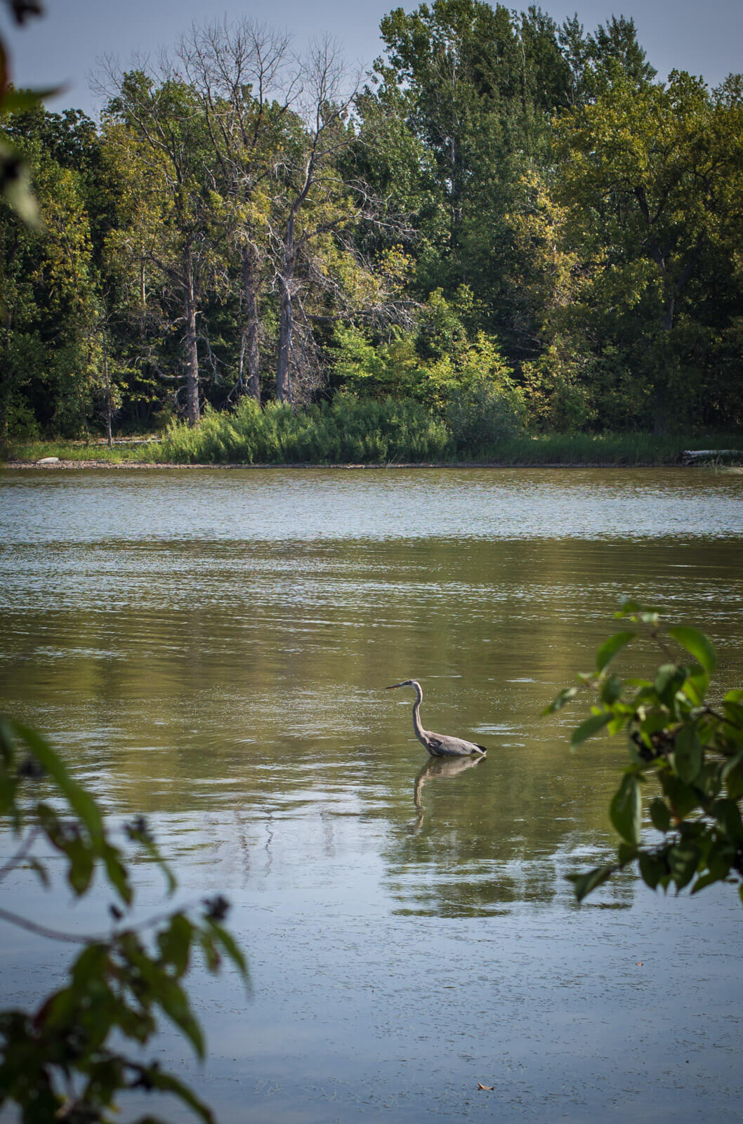 bird in the lake